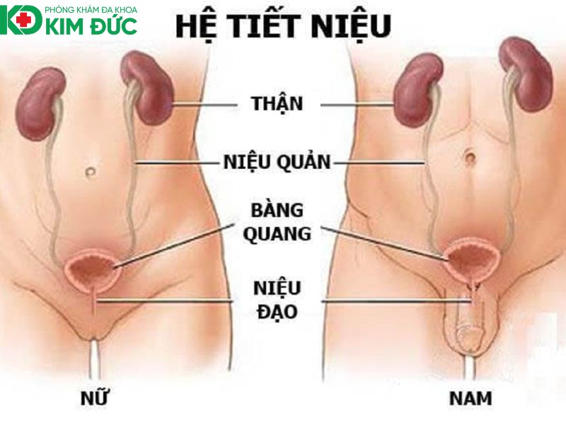 Tìm hiểu về ngoại tiết niệu