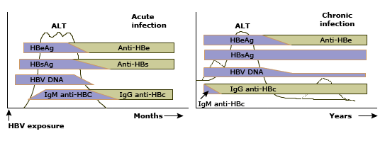Minh họa quá trình chuyển đổi huyết thanh từ HBeAg dương tính sang Anti-HBe dương tính, cho thấy virus giảm hoạt động.