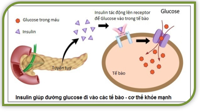 Sơ đồ cơ chế hoạt động của insulin trong việc điều hòa đường huyết.