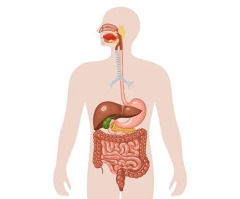 Cấu tạo hệ tiêu hóa thức ăn và hấp thu dưỡng chất
