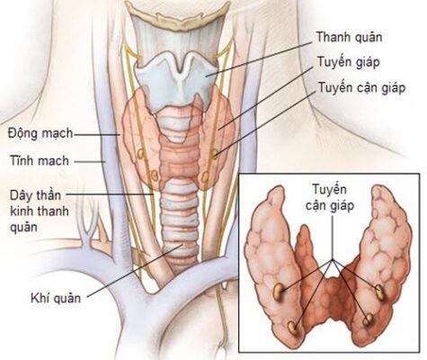 tuyến giáp là gì