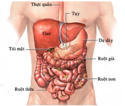 Minh họa xuất huyết dạ dày thuộc xuất huyết tiêu hoá trên