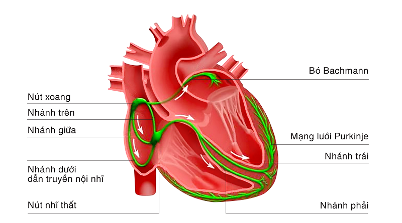 sơ đồ hệ dẫn truyền tim và vị trí nút xoang tạo nhịp