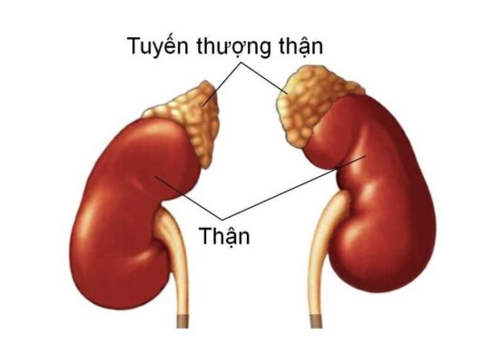 nguyên nhân suy tuyến thượng thận