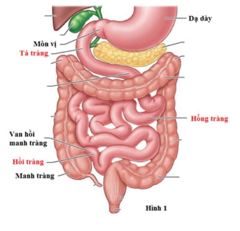 Sơ đồ đường tiêu hóa liên quan triệu chứng nôn ra máu đi ngoài phân đen