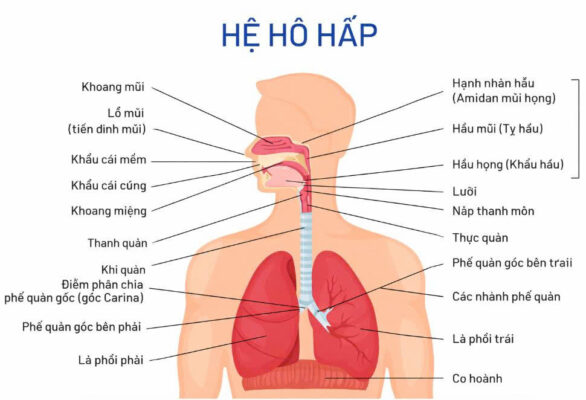 Hệ hô hấp